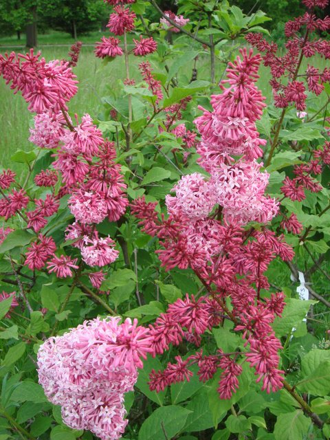 Syringa x praestoniae 'Miss Canada'